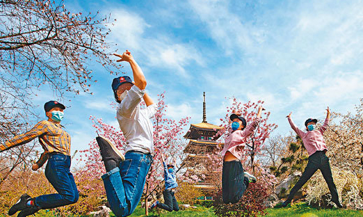 櫻花開了！ 今年相約線上賞