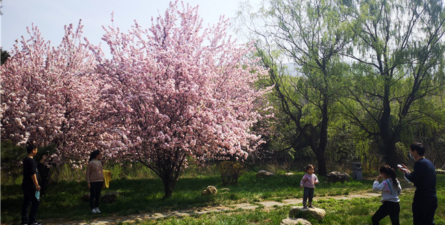 清明踏青嵩山 旅游秩序井然