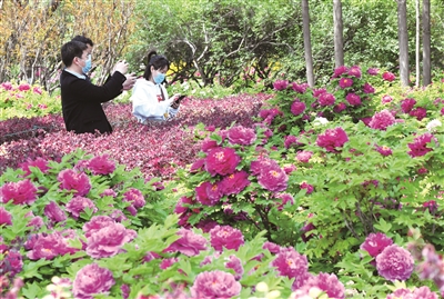 手機賞牡丹微網站上線 足不出戶「漫步」洛城花海 