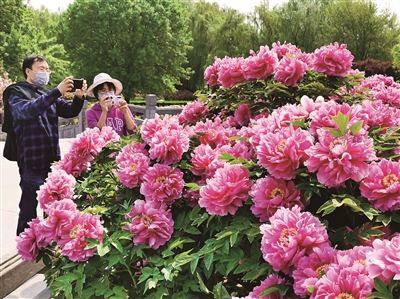 牡丹花盛發 「雲賞」樂無涯