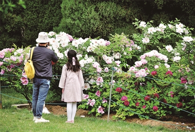 有此傾城好顏色 誰人不誇洛陽春