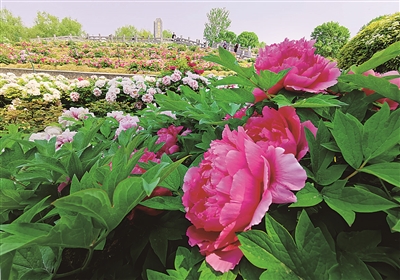 洛陽市區公園內牡丹花正艷 