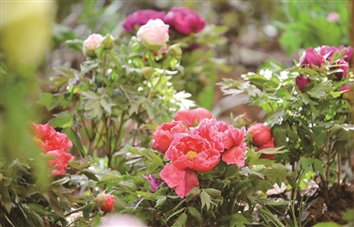 洛陽高山牡丹亮相王城公園 