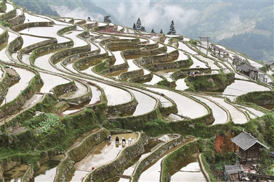 貴州從江：梯田農事忙 