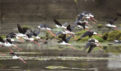 近百只黑翅長腳鷸現身湖北恩施濕地公園 