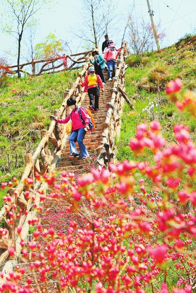 汝阳西泰山十万顷野生杜鹃竞相开放