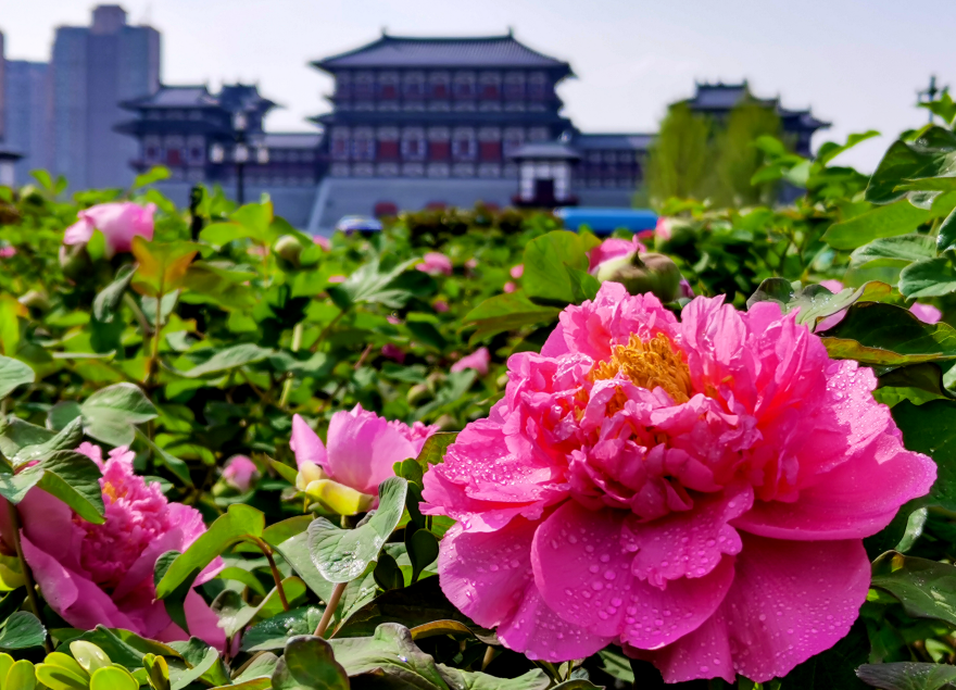 传承、弘扬、创新，突出洛阳文化特色 |郭长华