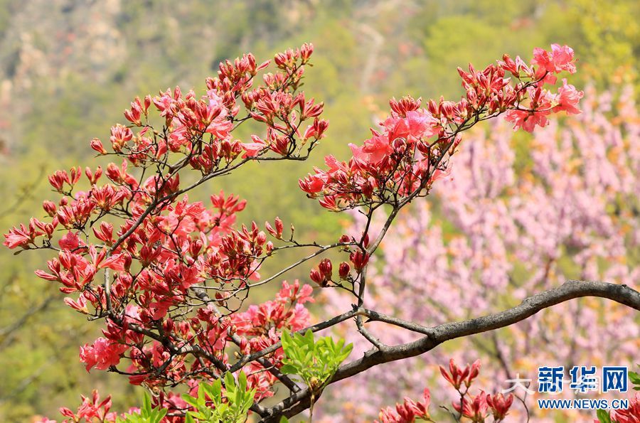 河南汝阳：杜鹃花开四月天