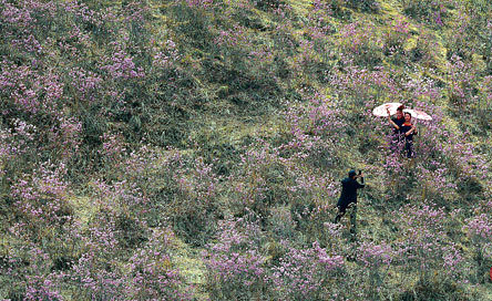 花香漫野映山紅