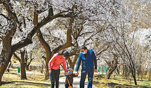 春日青城杏花開