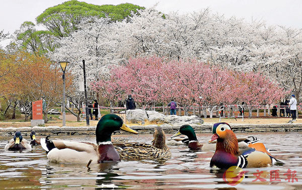 玉淵潭早櫻綻放