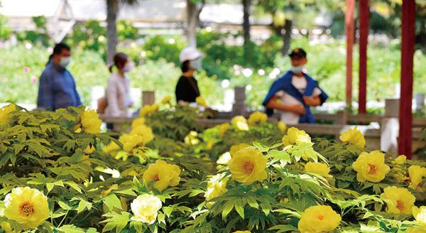  洛陽牡丹觀賞園內：「花王」「花相」同台競艷