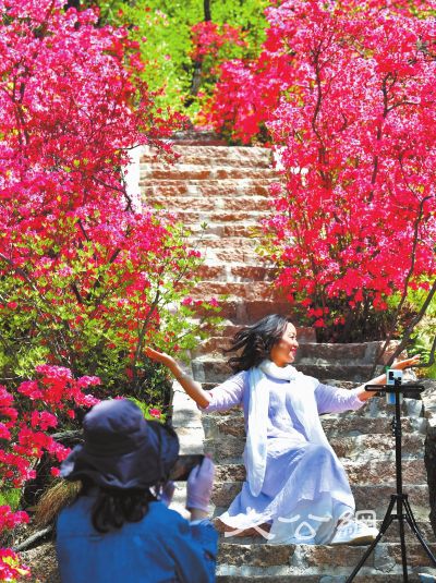 汝阳西泰山：山遍野的杜鹃花迎风怒放