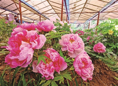 洛陽王城公園高山牡丹艷 五一仍可賞 