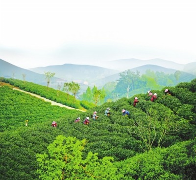 信阳茶香飘“一带一路”