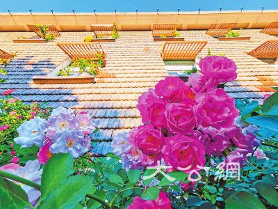 洛陽望春門街：薔薇花開，花繁葉茂