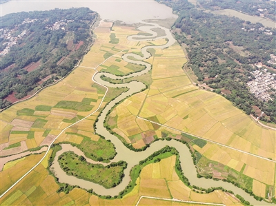 海口：搶收早稻 