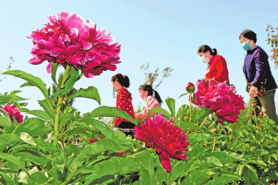 河南牡丹綻哈密