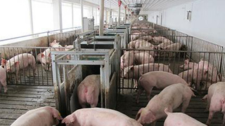 农业农村部:非洲猪瘟病毒污染面大 境外疫情传入风险增加