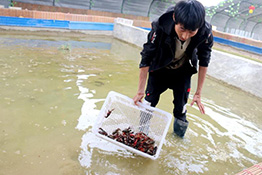 “95后”小伙胡国泰养虾致富