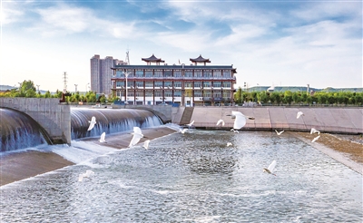 河南洛寧：生態環境好 鳥兒「扎堆」來