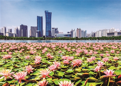 河南洛陽：​睡蓮朵朵開 美景入畫來