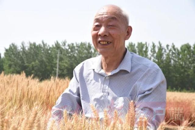 刘世扬：育种老专家 麦田追梦人