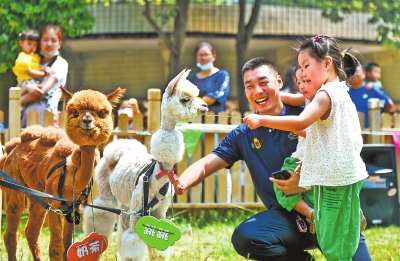 “萌兽”羊驼巡游  精彩过“六一”