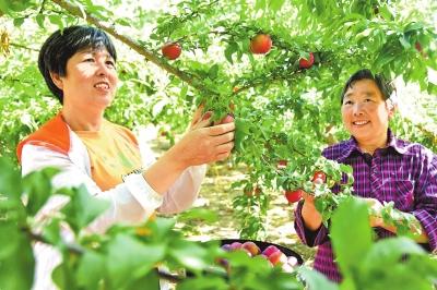 “淅有”农产品卖出“稀罕价”