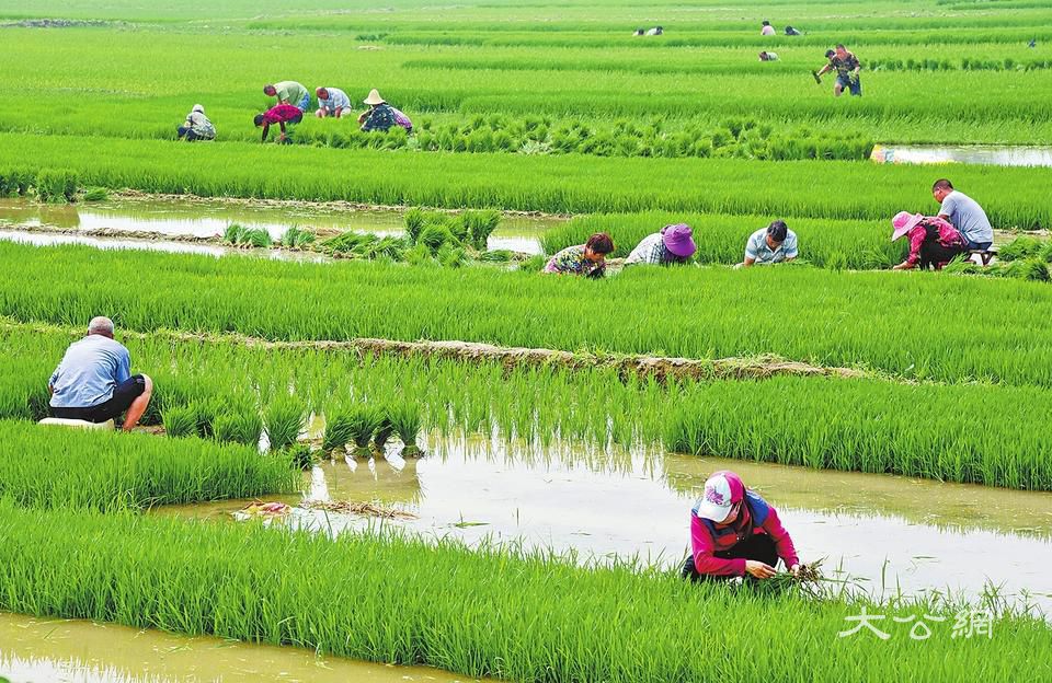 滩涂田野上忙插秧