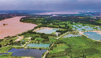 黃河濕地 夏景旖旎