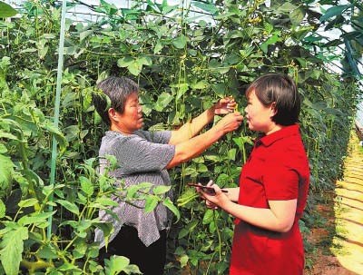 “姥姥”支书和她的“韭仙子”