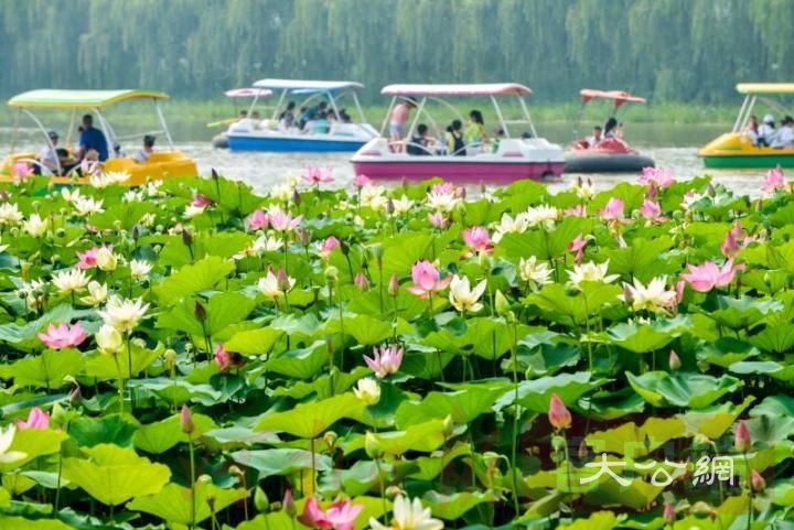 孟津縣會盟銀灘荷花節進入最佳觀賞期
