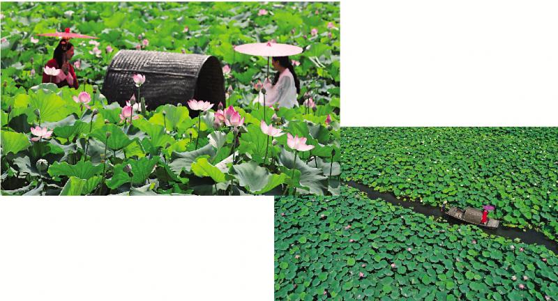 荷葉田田迎客來