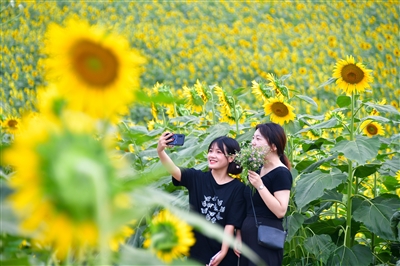 嵩縣：油葵朵朵開 群眾笑開顏