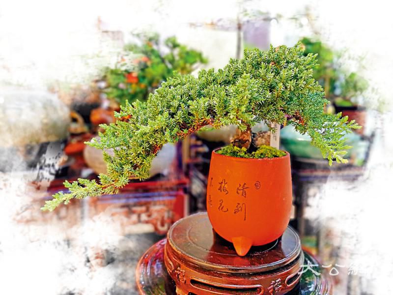 家居種植系列\微觀盆景 意趣別致\蔆 子