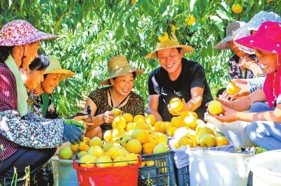 走致富路 种锦绣桃