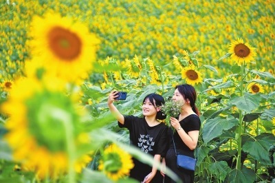 嵩县：油葵绽笑迎客来