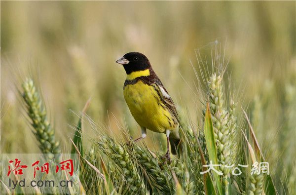  洛陽孟津黃河濕地驚現「極危」物種——黃胸鵐