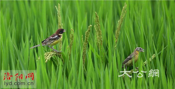 已經是最後一頁了