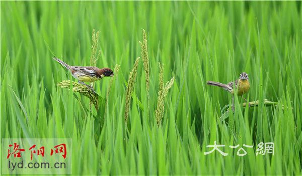 已經是最後一頁了