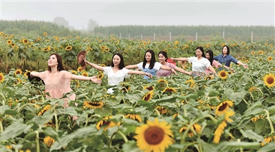河南孟津油葵花海醉遊人