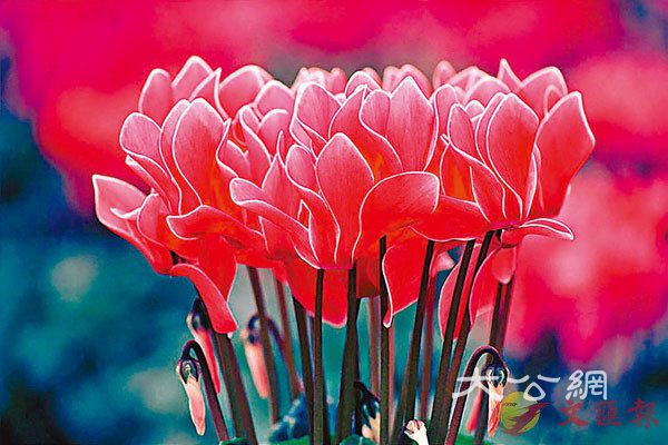 【百家廊】「盆花女王」：仙 客來