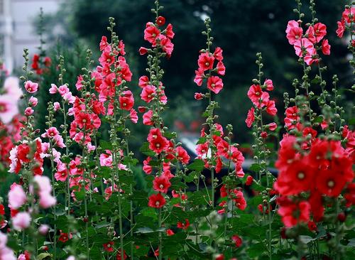 鏇出來的花朵/若荷 
