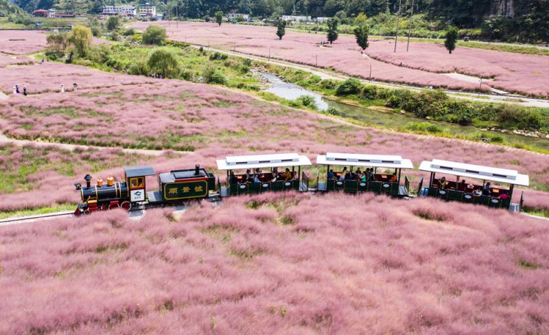 「粉色海洋」迎客來