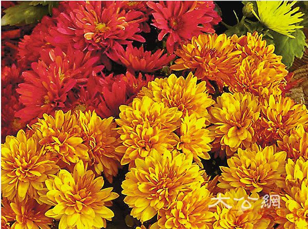 ■百色璨耀的菊花是秋花翹楚。 作者提供