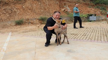 河南退伍军人不褪色 扶贫不走寻常“鹿”