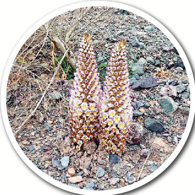 ﻿话你知/具补肾益血功效