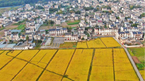 开封菊花文化节招商成果丰硕签约项目115个