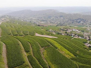 榆中丝路小镇：发展种养游综合农业